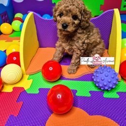Poodle Puppies from Poodle Avenue