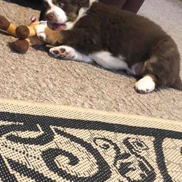 Australian Shepherd Puppies from Michelle Ferguson