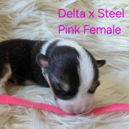 Pink Female - Black and tan female Pembroke Welsh Corgi puppy in Wayne City, Illinois from Lash Livestock & Corgis