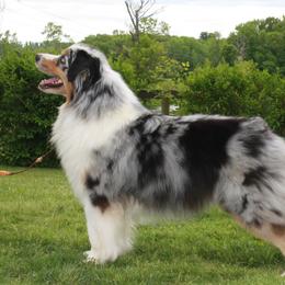 Bee Jay - Australian Shepherd