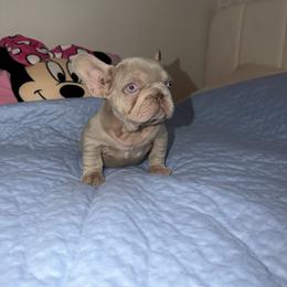 Slim - Liver male French Bulldog puppy in Bakersfield, California from HOI Frenchies