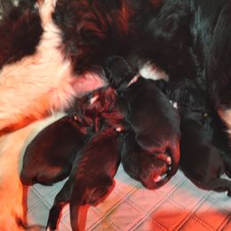 Girl 1 - Newfoundland puppy in Caribou, Maine from Starfire Newfoundlands