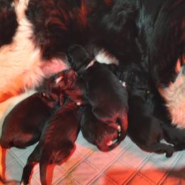 Girl 1 - Newfoundland puppy in Caribou, Maine from Starfire Newfoundlands