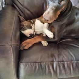 Doberman Pinscher Puppies from Maris Stella Kennel