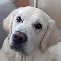 Allie - Golden Retriever