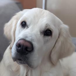 Allie - Golden Retriever
