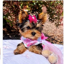 Celina - Blue and gold female Yorkshire Terrier puppy in Seattle, Washington from 🎀 Yorkies Boutique Babydolls 🎀