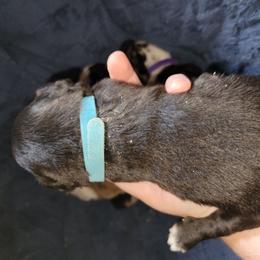 Ahoy - Light Blue Collar - Black & white female Australian Shepherd puppy in Fort Cobb, Oklahoma from White Run Ranch