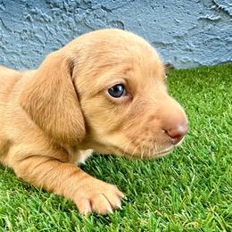 Robin - Red male Dachshund puppy in Orlando, Florida from Weiner Wunderland of Central Florida