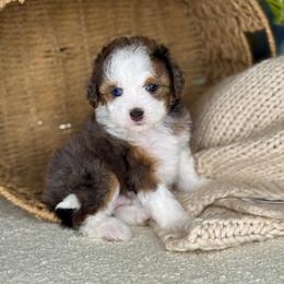 Summer - Merle female Bernedoodle puppy in West Jordan, Utah from Doodles Friend