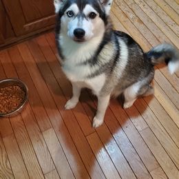 Luna - Siberian Husky
