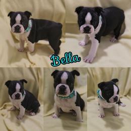 Bella - Black and white female Boston Terrier puppy in Clinton Township, Michigan from Greenberg's Boston Terriers & Bullies of Metro Detroit
