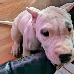 Boy 1 - Dogo Argentino puppy in Pueblo, Colorado from Palace Guard Dogos