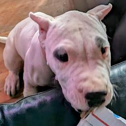 Boy 1 - Dogo Argentino puppy in Pueblo, Colorado from Palace Guard Dogos