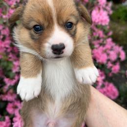 Hey Jude - Sable male Pembroke Welsh Corgi puppy in Bolton, Massachusetts from West Lake Corgis