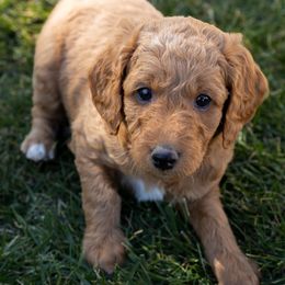 Goldendoodle Puppies from Teresa Carlson