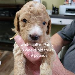White collar Patsy - Apricot female Goldendoodle puppy in Fairmount, Indiana from Capens' Doodles,Poodles and Poo's