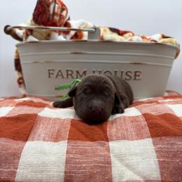 Green - Chocolate male Labrador Retriever puppy in Heath Springs, South Carolina from Rich Hill Retrievers