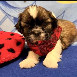 Tommy - Gold and white male Shih Tzu puppy in Hemet, California from Aloha Shih Tzu