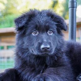 Cream Collar - Black female German Shepherd puppy in Howell, Michigan from Sheyenne’s Shepherds