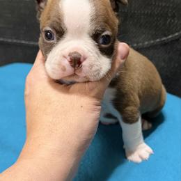 Danny - Seal brindle and white male Boston Terrier puppy in Wellington, Ohio from Twist of Faith Farms