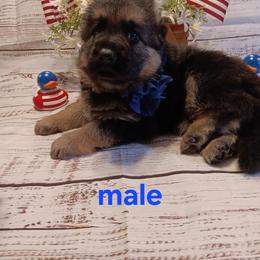 Male - Black and red male German Shepherd puppy in Gustavus, Ohio from Cross Kreek Kennels