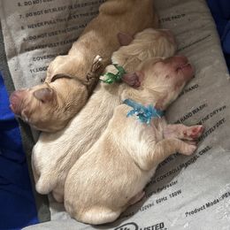 Golden Retriever Puppies from St. Paul Goldens