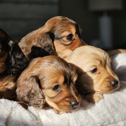 Dachshund Puppies from Loyal Lil Dachshunds