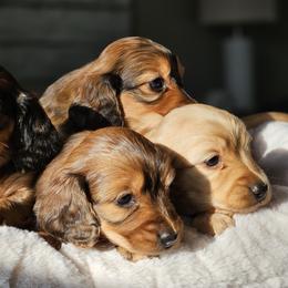 Dachshund Puppies from Loyal Lil Dachshunds