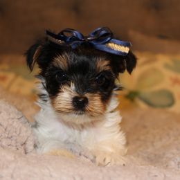 Biewer Terrier Puppies from Two Hearts Biewer's