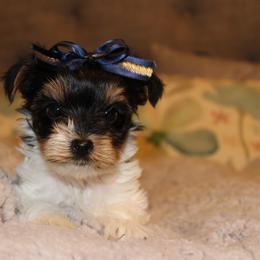Biewer Terrier Puppies from Two Hearts Biewer's