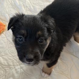 Sedona - Black tri-color female Australian Shepherd puppy in Flemington, New Jersey from Aislin Fields