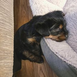 Boy 2 - Black and gold male Yorkshire Terrier puppy in Austin, Texas from Mike's Yorkies