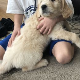 Goldendoodle Puppies from Kellee's Goldendoodles