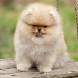 Ozzy - Pomeranian
