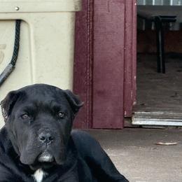 Girl 2 - Black female Cane Corso puppy in Kaufman, Texas from Phantom Corsos