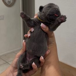 FEMALE - Gray female Cane Corso puppy in Lake Elsinore, California from CRUCIAL CANE CORSOS