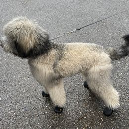 Goldendoodle Puppies from First Mountain Doodles