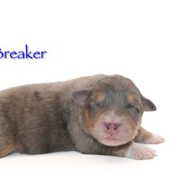 Breaker - Blue merle male Australian Shepherd puppy in Coldwater, Michigan from Northern Star Australian Shepherds