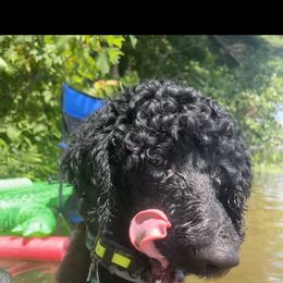 Poodle All Grown Up from Mazie's Standard Poodles