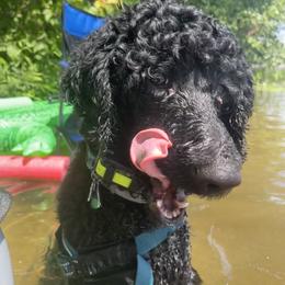 Poodle All Grown Up from Mazie's Standard Poodles