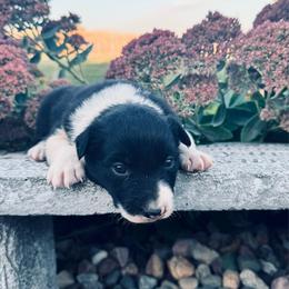 Girl 3 - Black-white - Black and white female Border Collie puppy in Minden, Iowa from Rocking N Registered Border Collies & Labradors
