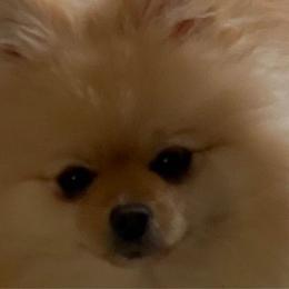 Lainey - Pomeranian