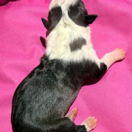 Girl 2 - Black female American Staffordshire Terrier puppy in Spring Branch, Texas from Bold & Beautiful Amstaffs