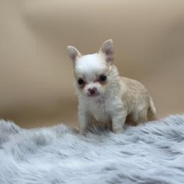 Jimi - Fawn and white male Chihuahua puppy in Lee Center, New York from Alfheim-Andromeda Chihuahua's (A &A's)