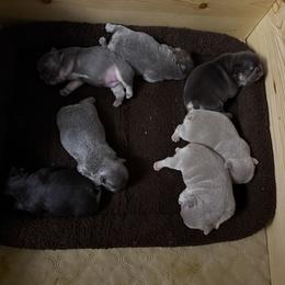 French Bulldog Puppies from Brittany White