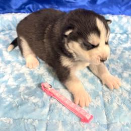 Sage - Black and white female Siberian Husky puppy in Vail, Iowa from Homegrown Huskies