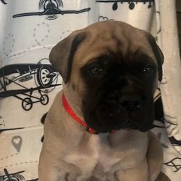 Quantas (Red Collar) - Fawn male Bullmastiff puppy in Carrollton, Texas from Meteora Bullmastiffs