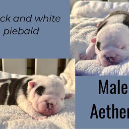Aether - Black tri-color male Bulldog puppy in Fort White, Florida from Bullgodz English Bulldogs