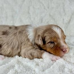 RMM6 - Red merle male Aussiedoodle puppy in Prague, Oklahoma from Classic K9’s  Aussies & Doodles